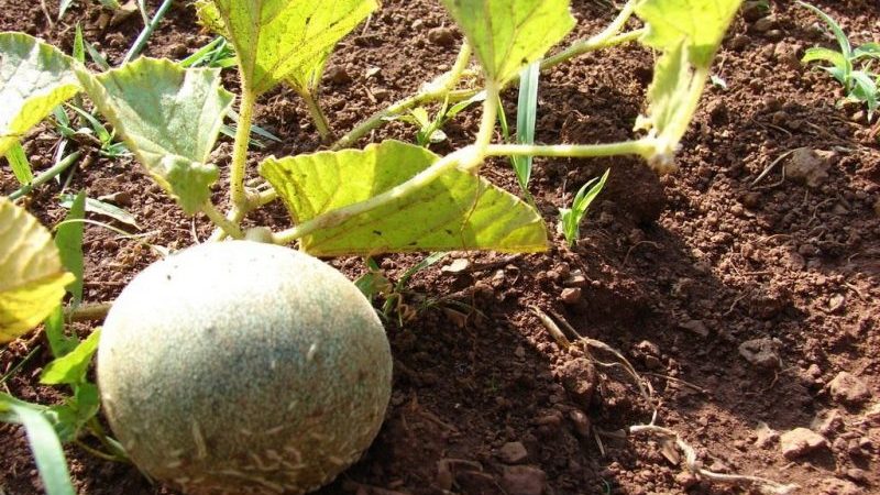 Features of growing melons in the Moscow region in the open field