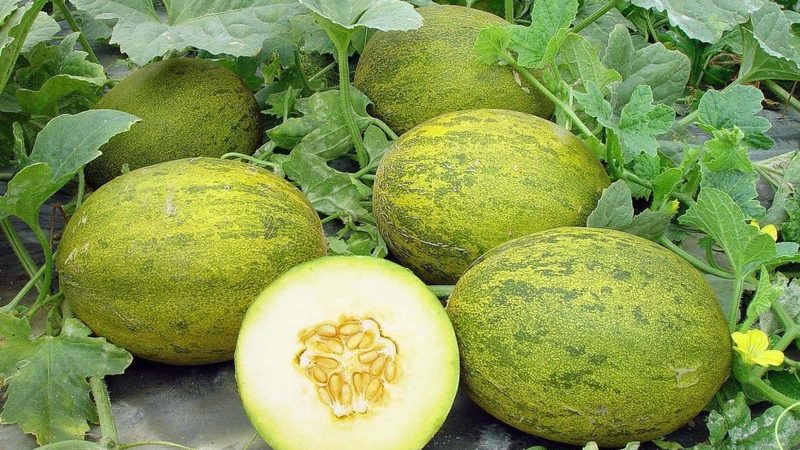 Features of growing melons in the Moscow region in the open field