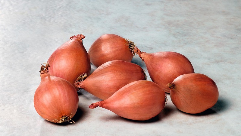 Features of cultivation and folk recipes with shallots