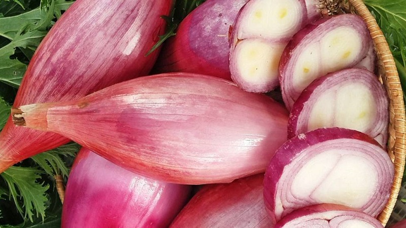 Features of cultivation and folk recipes with shallots