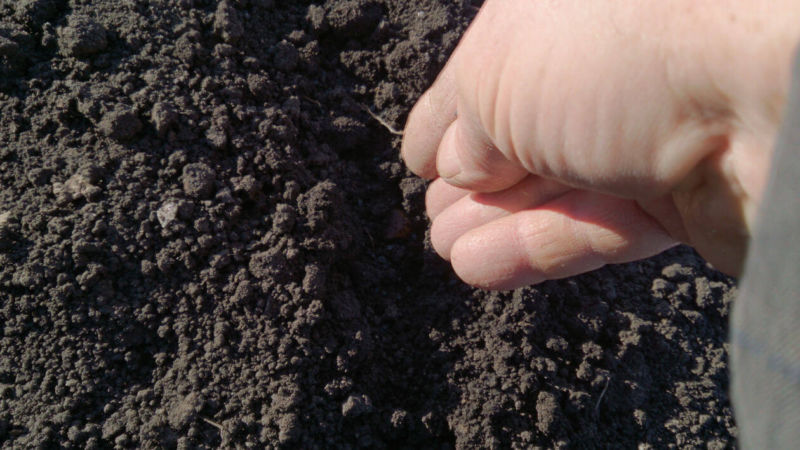 Step-by-step guide to replanting and caring for Batun onions in the fall