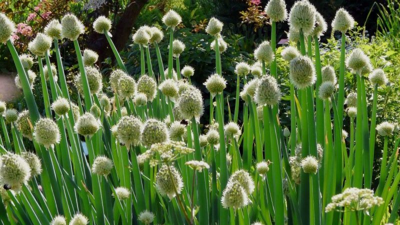 Step-by-step guide to replanting and caring for Batun onions in the fall