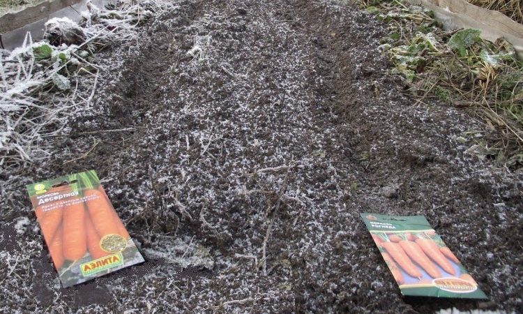 A guide to planting carrots for the winter for beginner gardeners