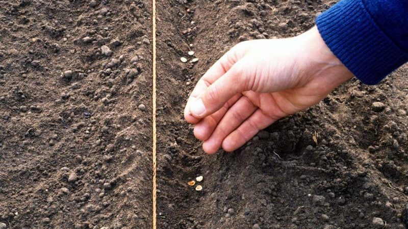 A guide to planting carrots for the winter for beginner gardeners