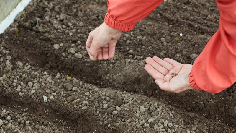 A guide to planting carrots for the winter for beginner gardeners