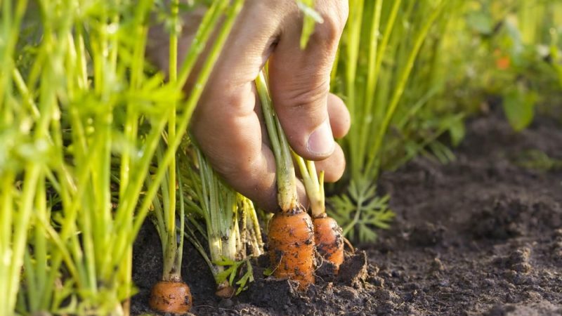 A guide to planting carrots for the winter for beginner gardeners