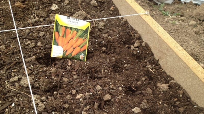 A guide to planting carrots for the winter for beginner gardeners