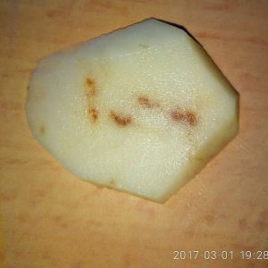 Why are there spots on potatoes: measures to combat glandular spot and other diseases