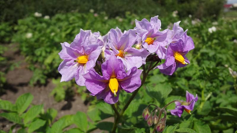 What to do if potatoes do not bloom and why this happens