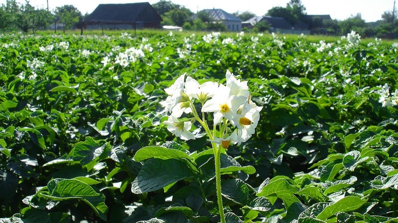 What to do if potatoes do not bloom and why this happens