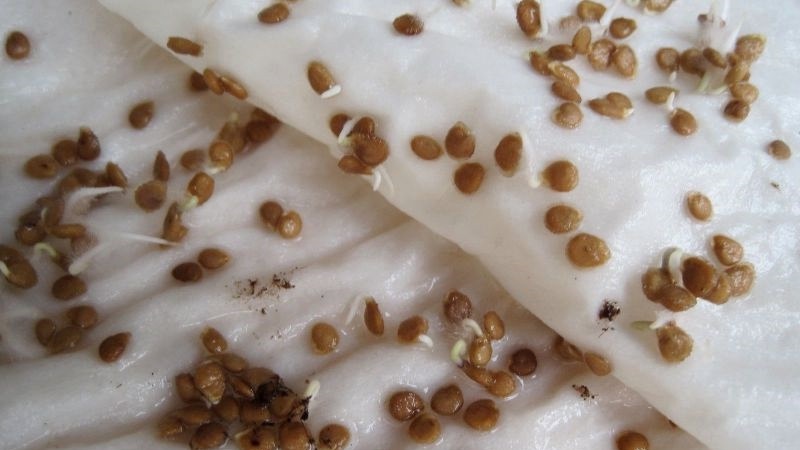 Preparing carrot seeds before planting: what exactly to do and how to process
