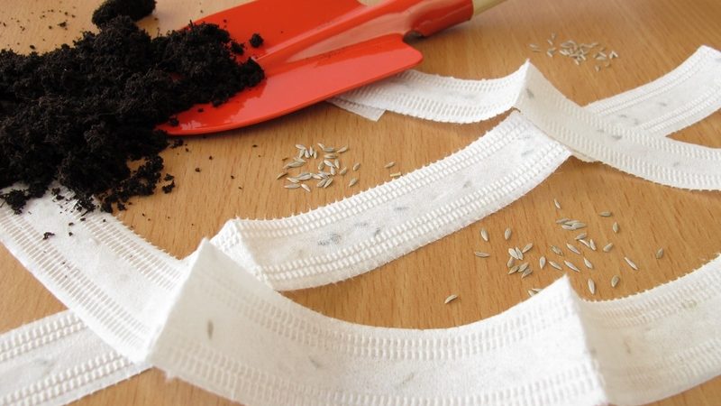 Preparing carrot seeds before planting: what exactly to do and how to process