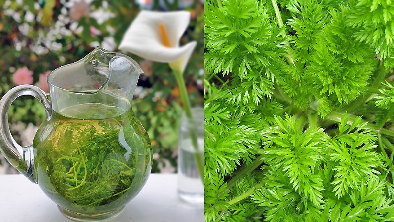 Useful properties and the most delicious carrot tea recipes