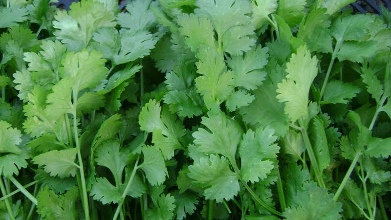 Benefits of parsley for women