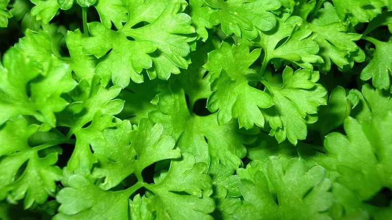 Benefits of parsley for women