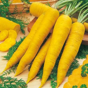 Useful properties of yellow carrots, and what is the difference from ordinary orange