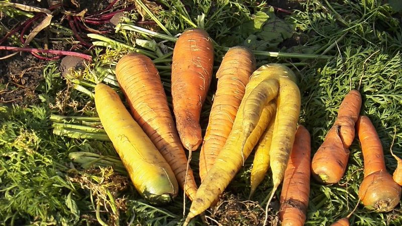 Useful properties of yellow carrots, and what is the difference from ordinary orange
