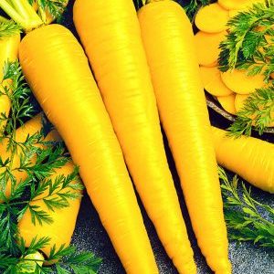 Useful properties of yellow carrots, and what is the difference from ordinary orange