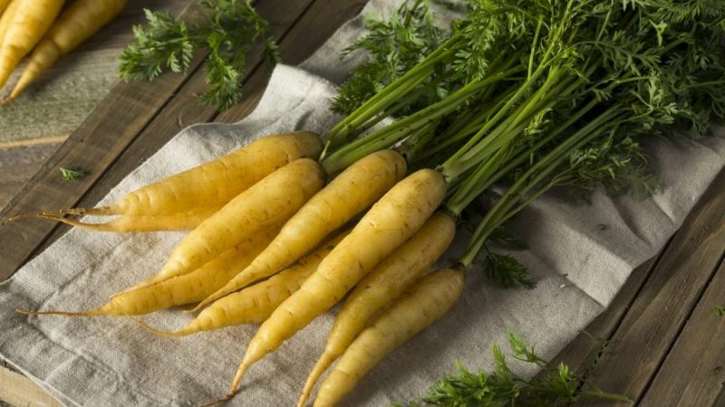 Useful properties of yellow carrots, and what is the difference from ordinary orange