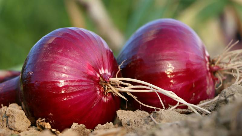 The benefits and harms of red onions for the human body