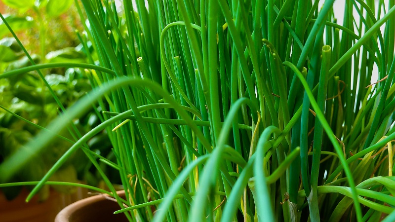 The benefits and harms of green onions for human health