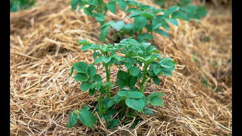 How to properly plant potatoes under straw in the garden