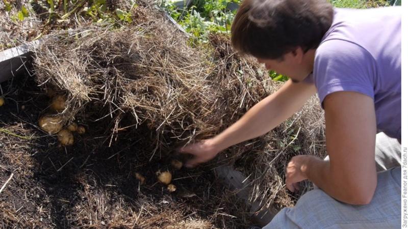How to properly plant potatoes under straw in the garden