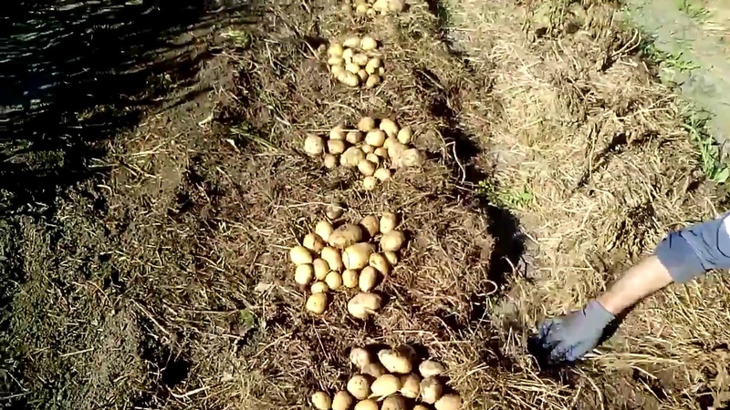 How to properly plant potatoes under straw in the garden