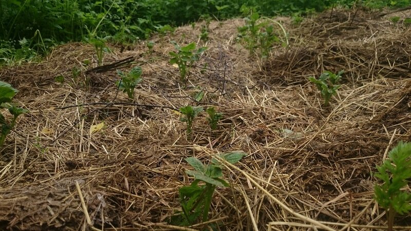 New ways of planting potatoes and care features