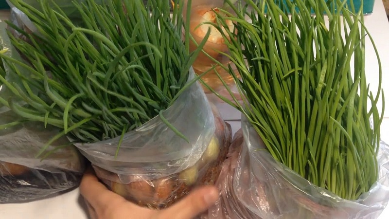 The technology of planting and growing onions in a package without land is a super way!