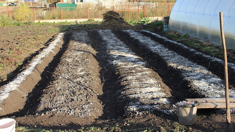 Step-by-step instructions for preparing a bed for onions in the fall