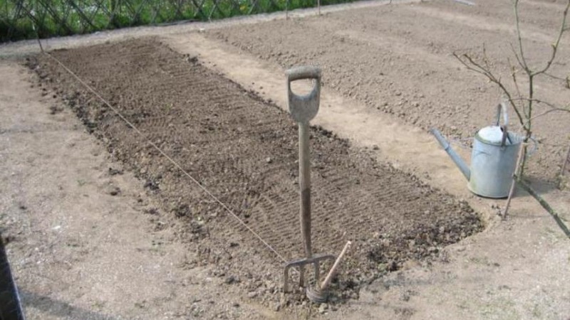 Step-by-step instructions for preparing a bed for onions in the fall