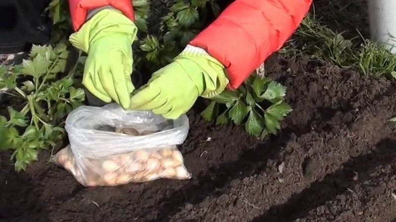 Step-by-step instructions for preparing a bed for onions in the fall