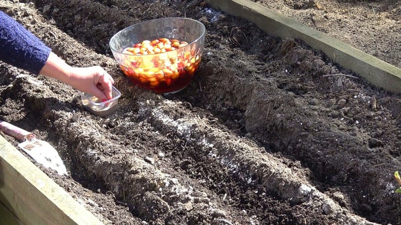 Step-by-step instructions for preparing a bed for onions in the fall