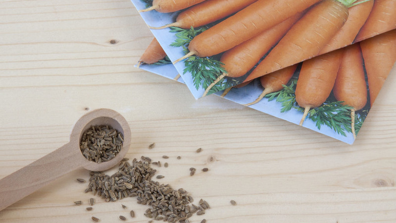 Step-by-step instructions for growing carrots from scratch