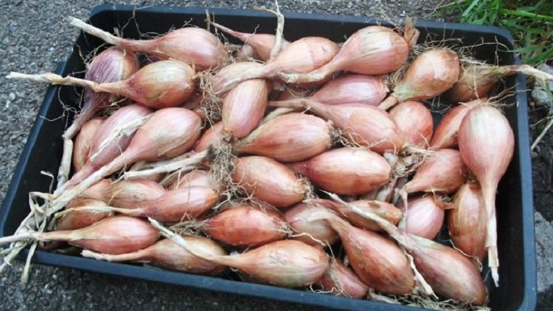 A step-by-step guide to planting shallots before winter