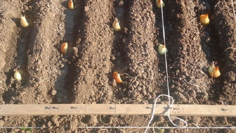 A step-by-step guide to planting shallots before winter