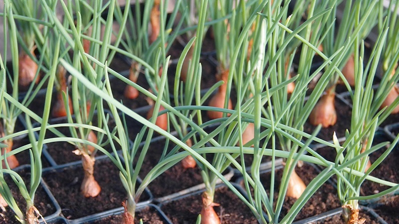 A step-by-step guide to planting shallots before winter