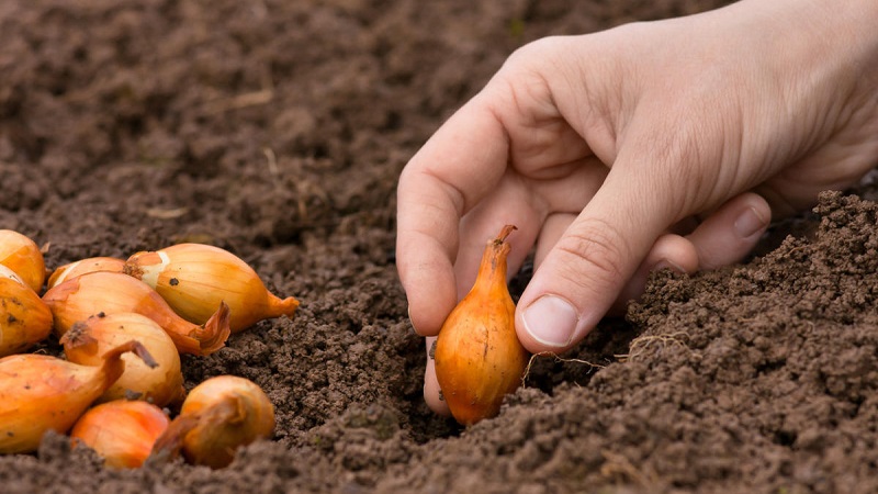 A step-by-step guide to planting shallots before winter