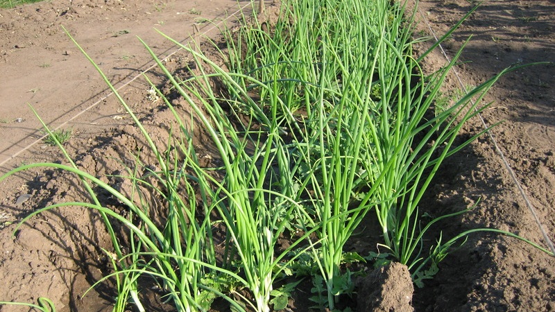 A step-by-step guide to planting shallots before winter