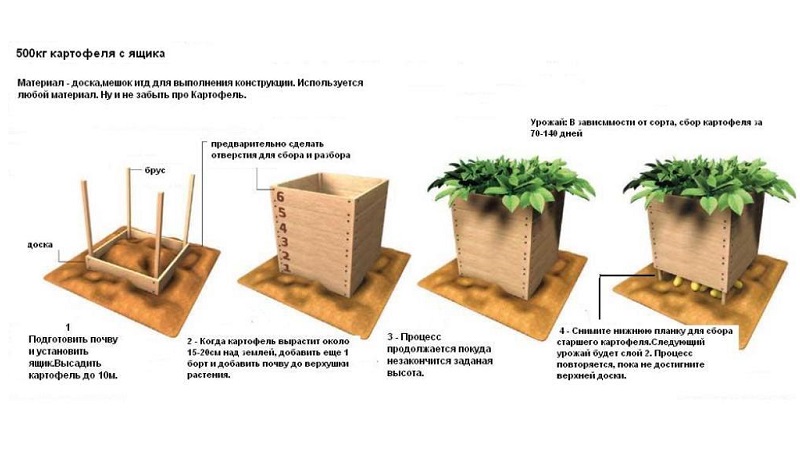 A step-by-step guide to growing potatoes in crates and boxes