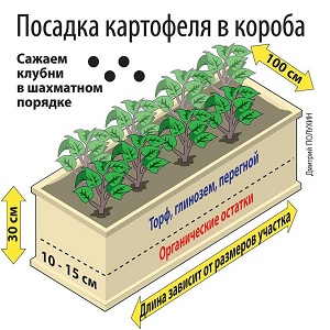 A step-by-step guide to growing potatoes in crates and boxes