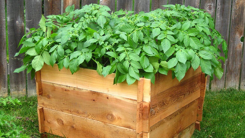 A step-by-step guide to growing potatoes in crates and boxes