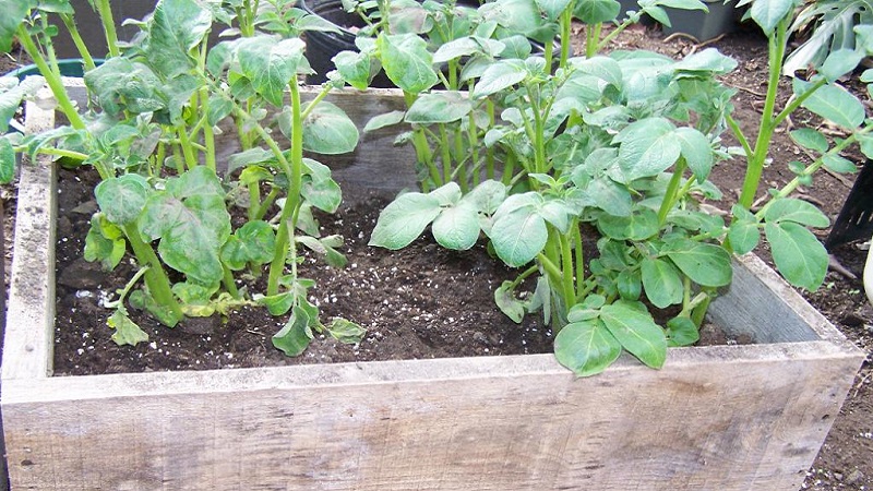 A step-by-step guide to growing potatoes in crates and boxes