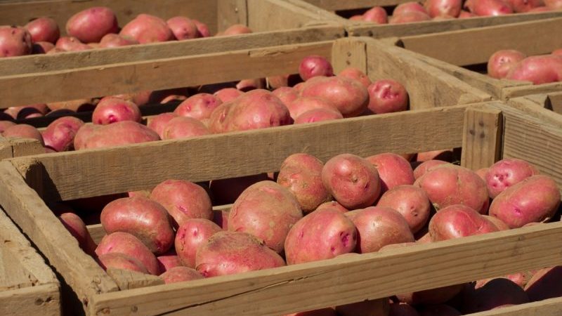 Storage rules for seed potatoes: instructions for preparing seeds and optimal conditions