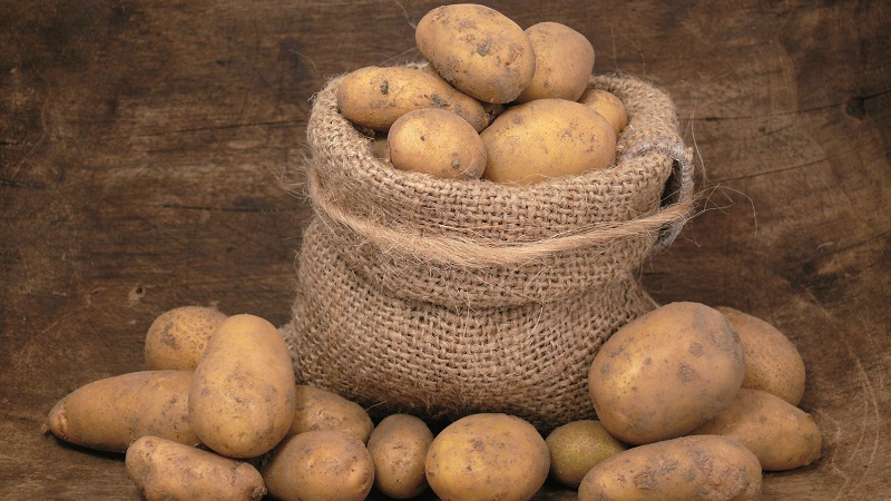Storage rules for seed potatoes: instructions for preparing seeds and optimal conditions