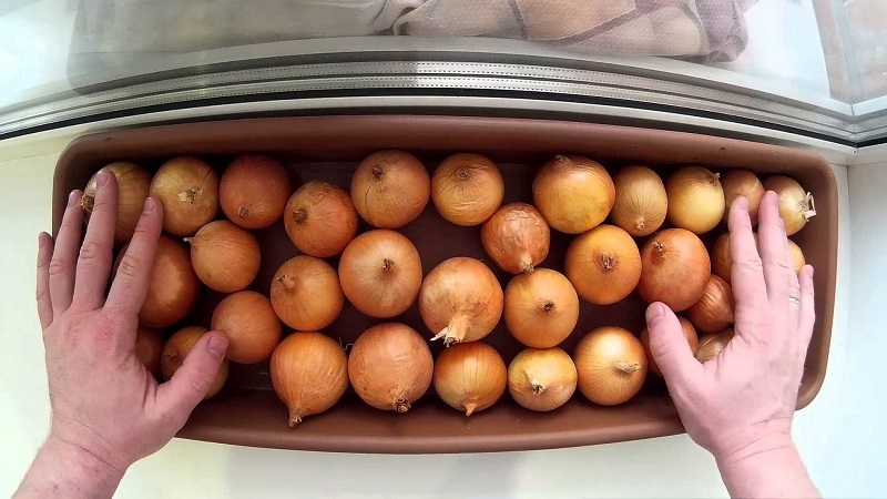 Rules for processing onions before planting