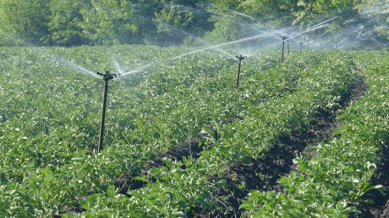 Rules for watering potatoes during flowering