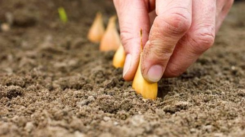 Rules for planting onions on a turnip before winter
