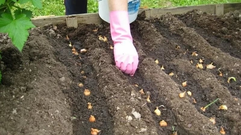 Rules for planting onions on a turnip before winter